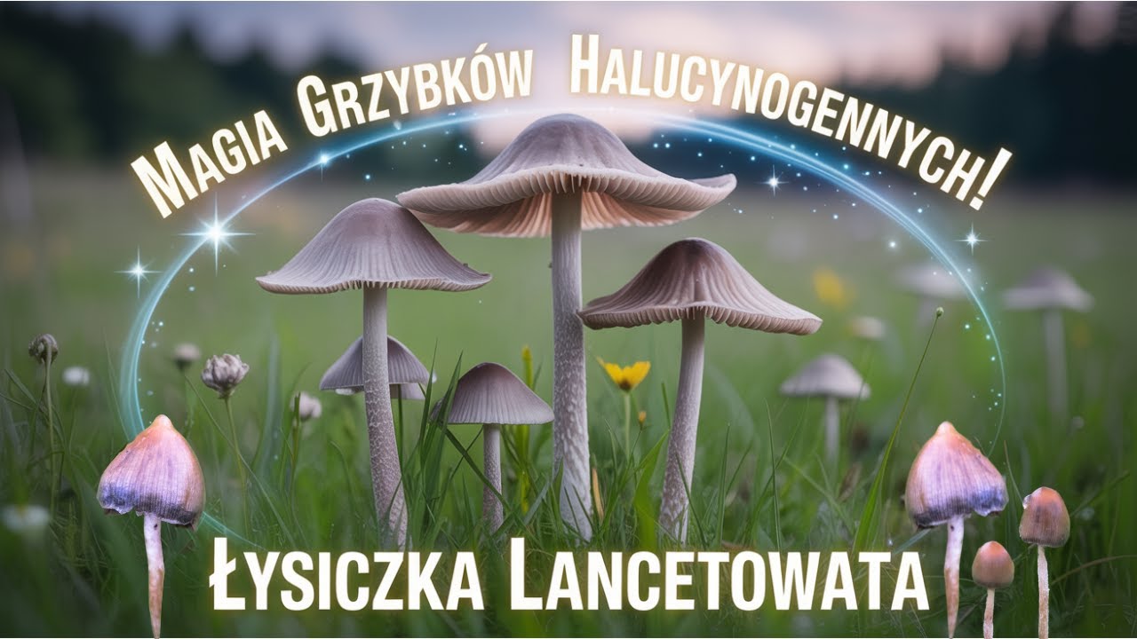 Magia Łysiczki LANCETOWATEJ! &ndash; Co M&oacute;wi Nauka o Grzybach Halucynogennych | Psylocybe Semilanceata