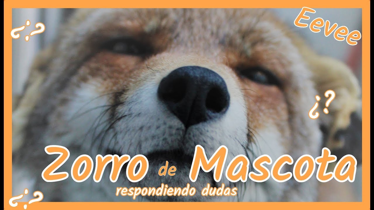 Zorro de Mascota // ¿Recomiendo tener uno? Respondiendo vuestras preguntas