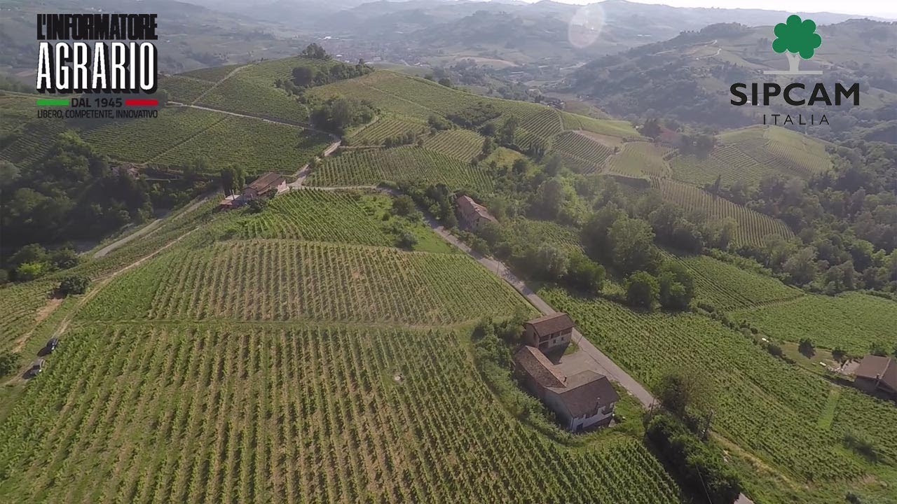 Gestione delle infestanti in aree collinari e problematica flavescenza dorata