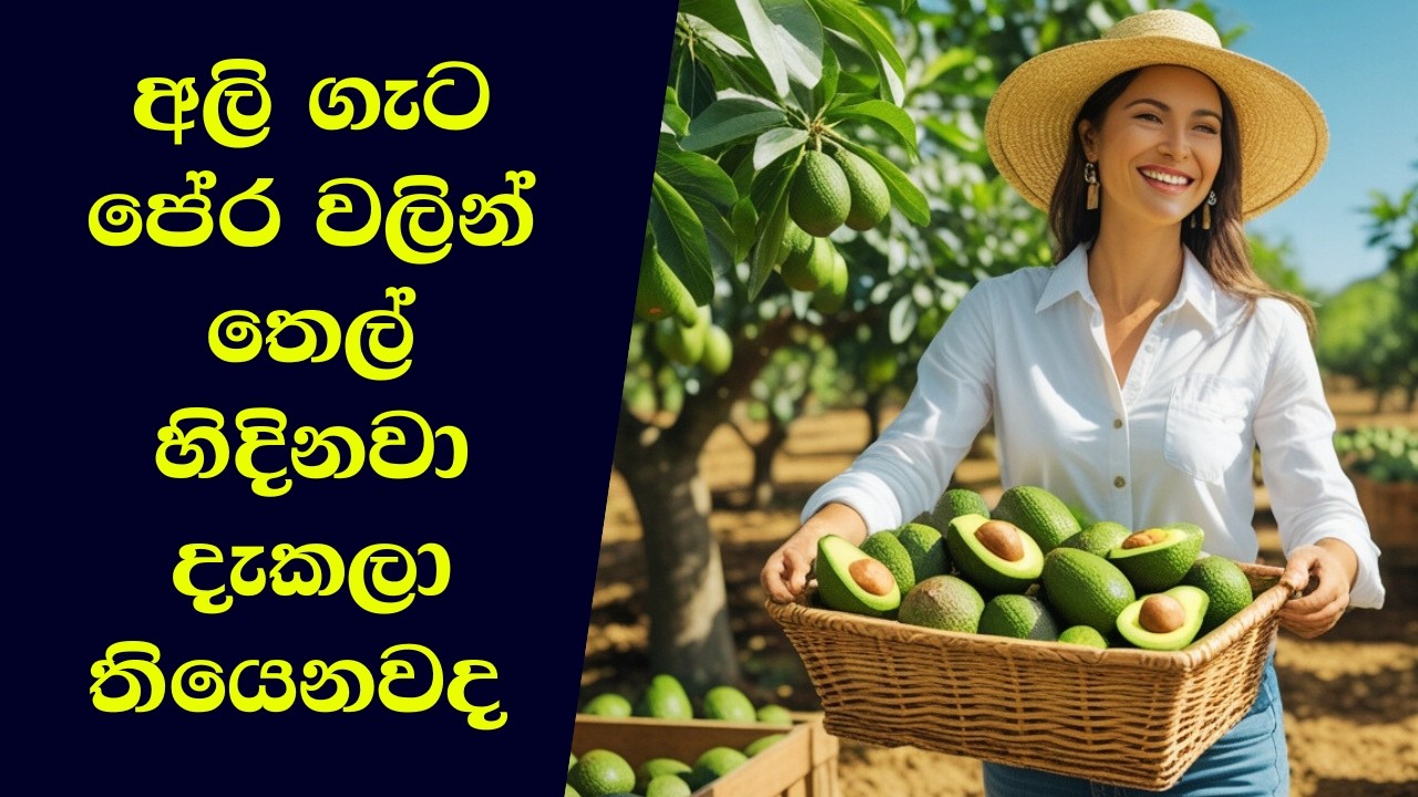 අලිගැට පේර ටොන් මිලියන ගණනක් අස්වැන්න නෙළා ගන්න විදිහ  🥑