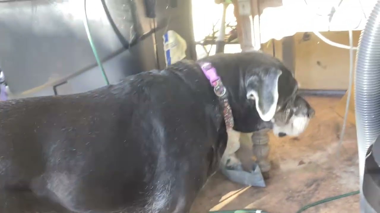 Vacuums Saved Episode #4! (This Was Last Year in March)