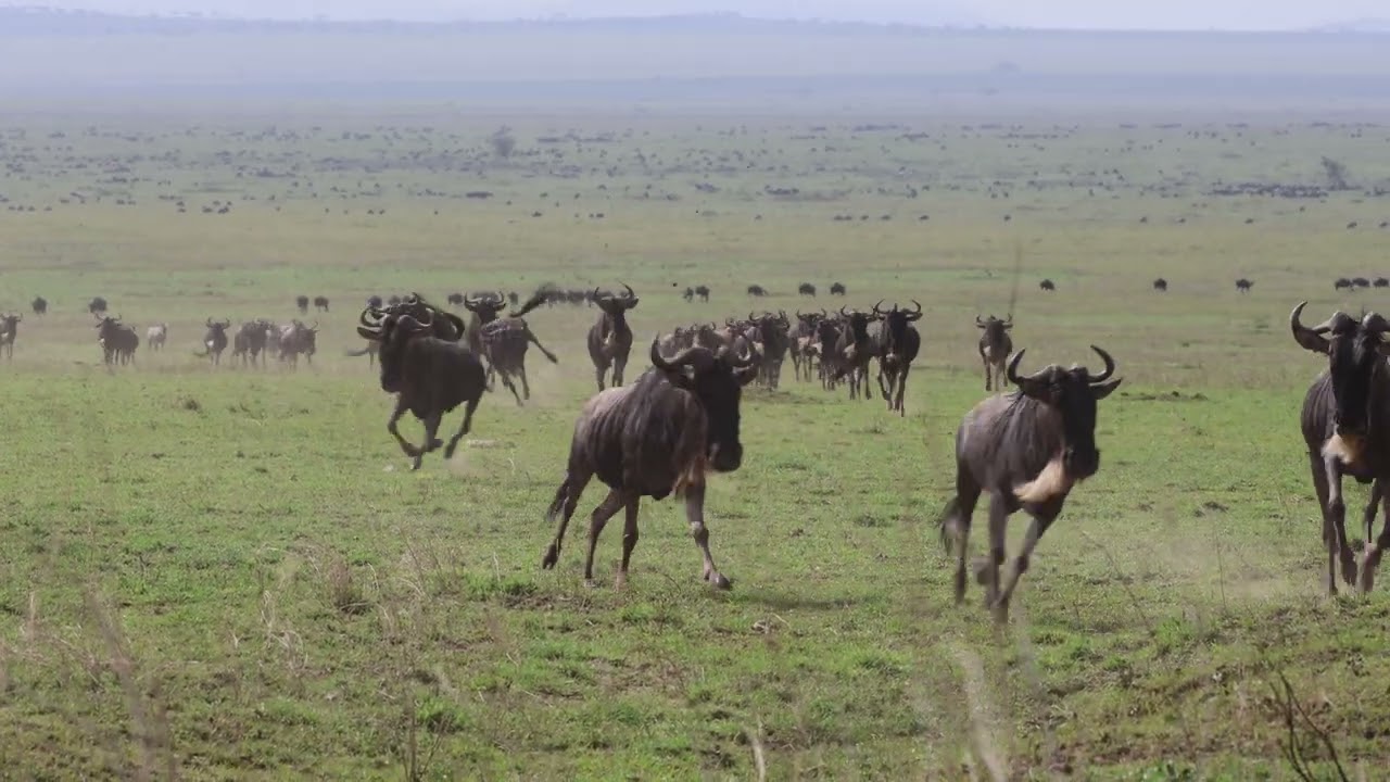 Wildebeests Running in The Great Migration