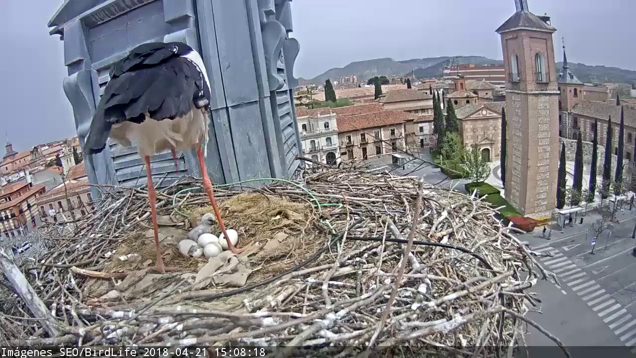 Rompiendo el cascarón-Cigüeña blanca - Alcalá de Henares - SEO/BirdLife