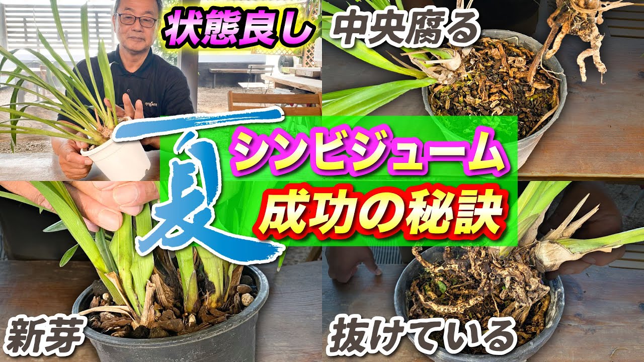 【シンビジューム】　夏季の手入れ　状態が様々な株をお見せします。ご自身の株と比較しながら是非ご覧ください！[Cymbidium] Summer care!@seedpot368  