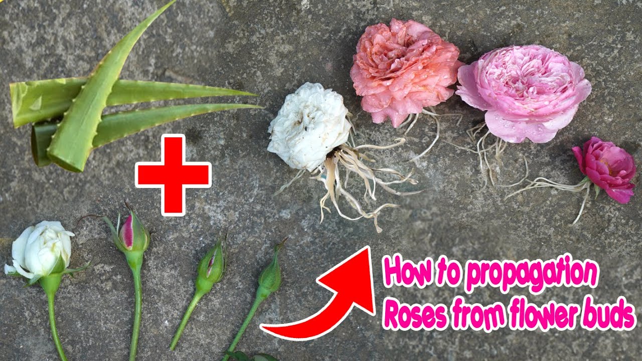 EXPERIMENT OF PROPAGATING ROSES FROM FLOWER BUDS - STRONG ROOTING | HOW TO PROPAGATION ROSES