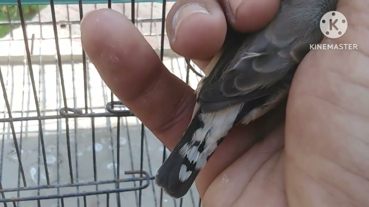 Zebra Finches mutation part 2 || #birds #zebrafinchbreeding #blackfacebudgie #finch 