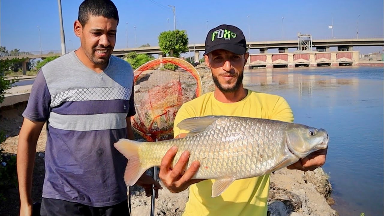 بشاير صيد سمك البني بالعنب البناتي الاحمر مع شرح طريقه التطعيم الصحيحه