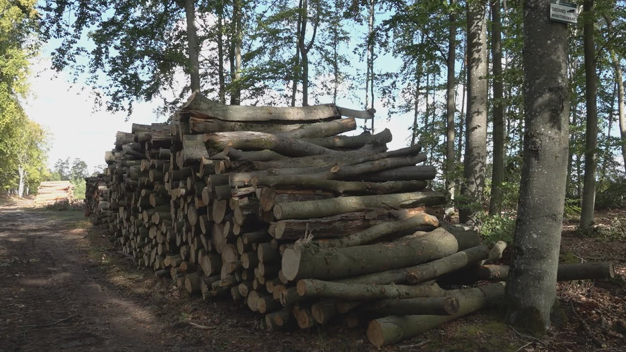 Boom na drewno. &bdquo;Trzeba zakazać jego wywozu za granicę&rdquo; (UWAGA! TVN)