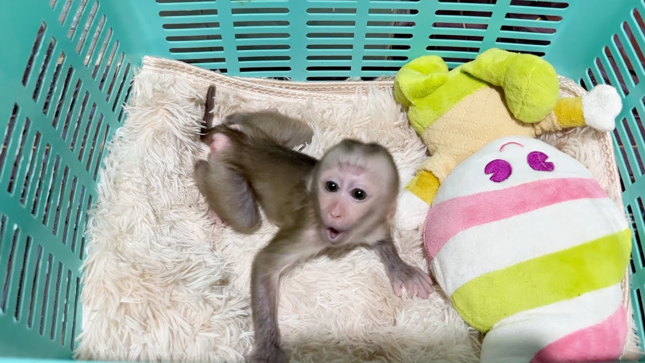 Baby Emma Deeply Screaming Tantrum In Basket While Mom Busy Bathing Sara & Harry