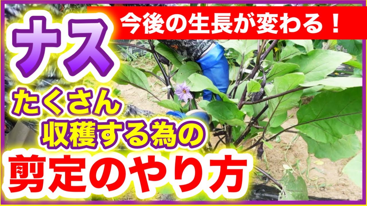 【ナス】今後の生長が変わる！たくさん収穫する為の、剪定のやり方！　～みどりふぉLABO　福井第2菜園～