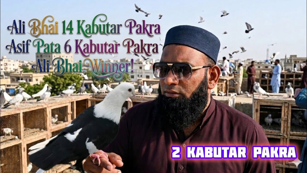 💥Ali Bhai Zubair bhai 14 kabutar pakra | Asif pata 6 kabutar pakra | last day | Ali bhai winner 🏆🏆👑👑