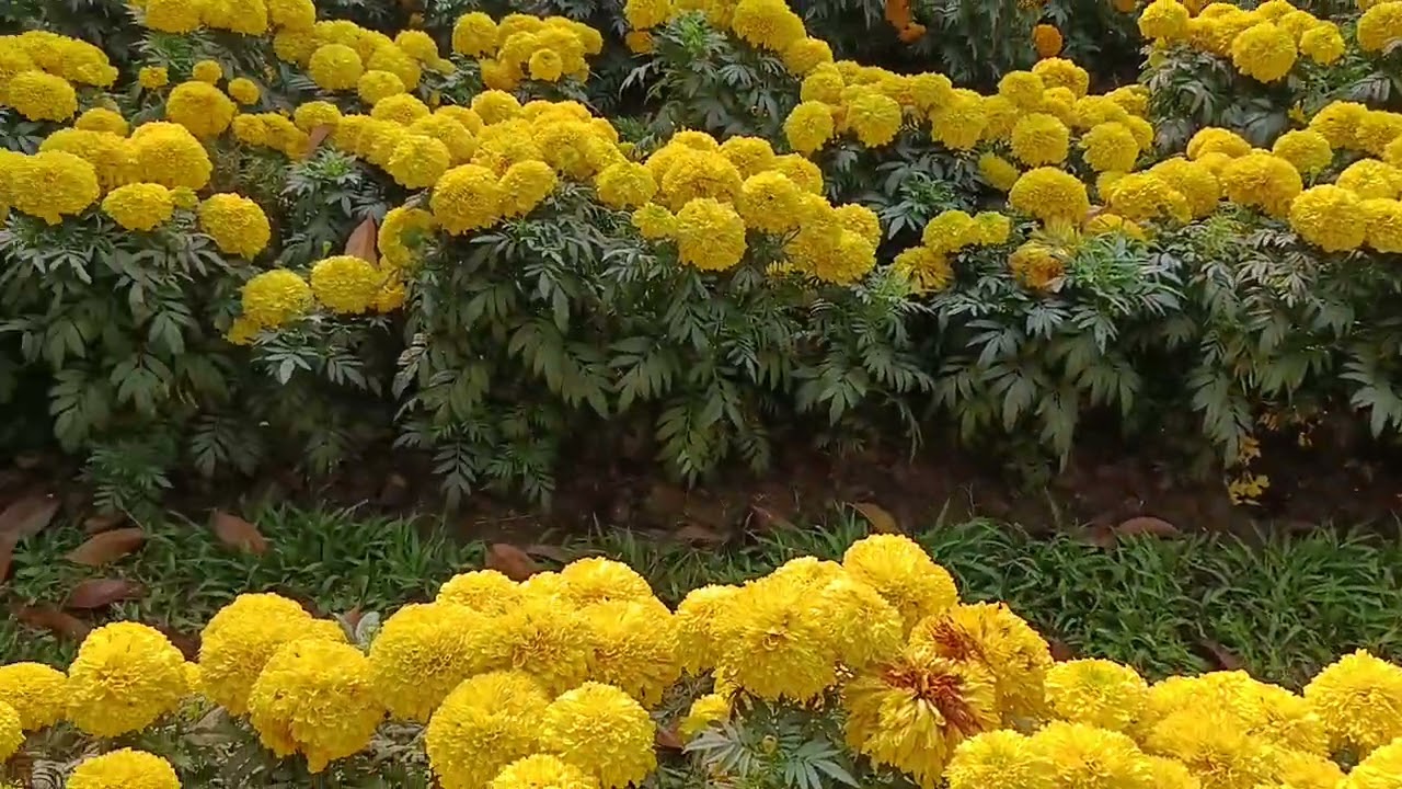 Flower Gardening.