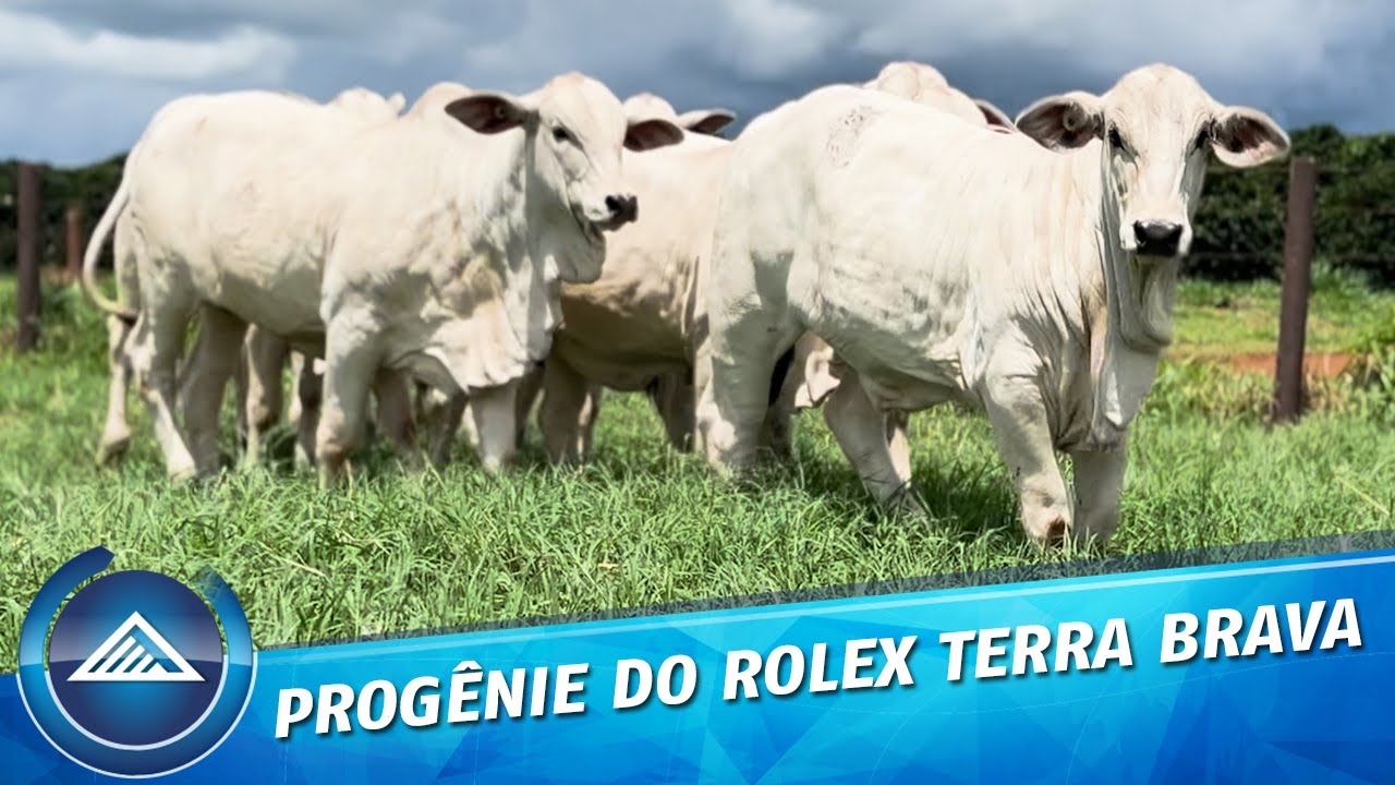 PROGÊNIES DO ROLEX TERRA BRAVA