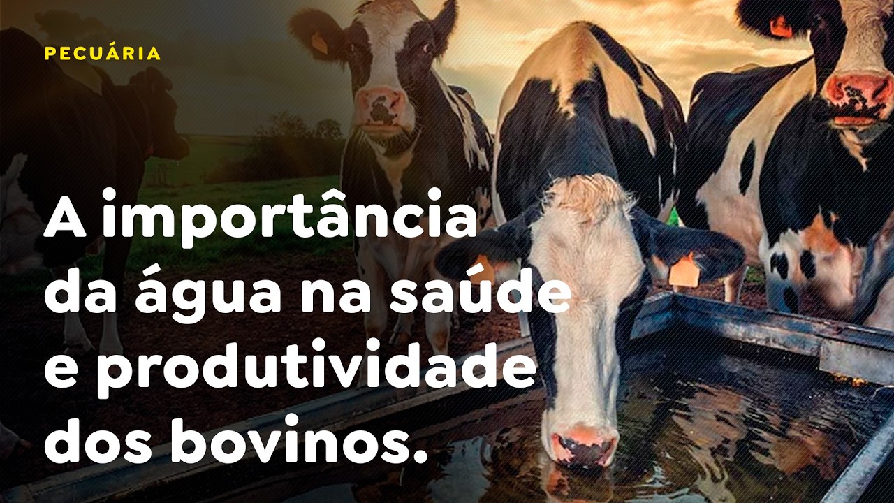 A importância da água na saúde e produtividade dos bovinos.