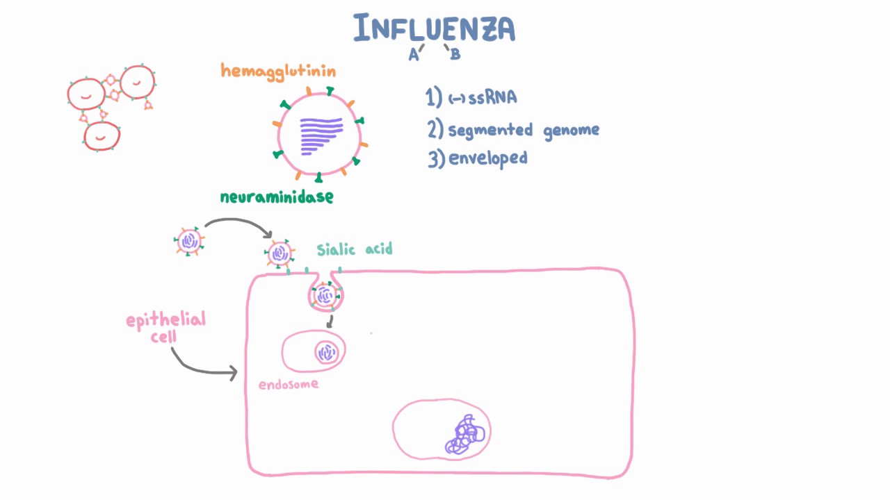 Influenza A and B Infection and Replication