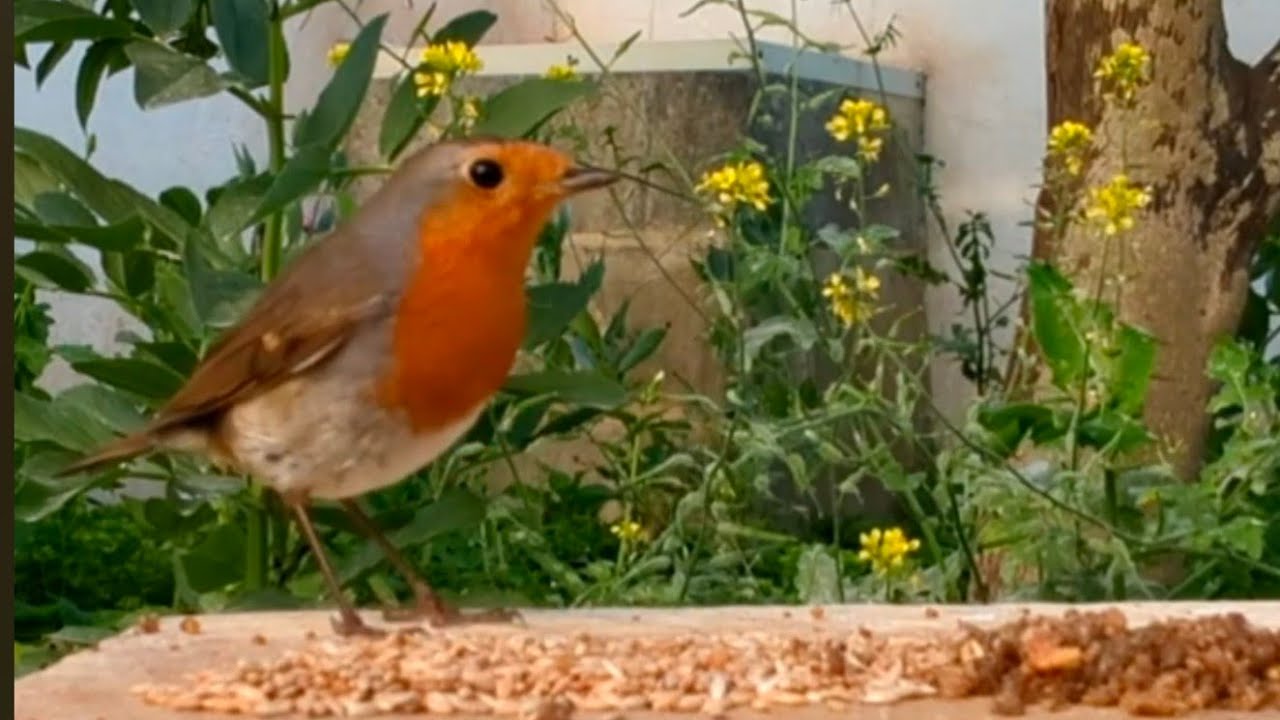 Chaos in the sparrows' corner