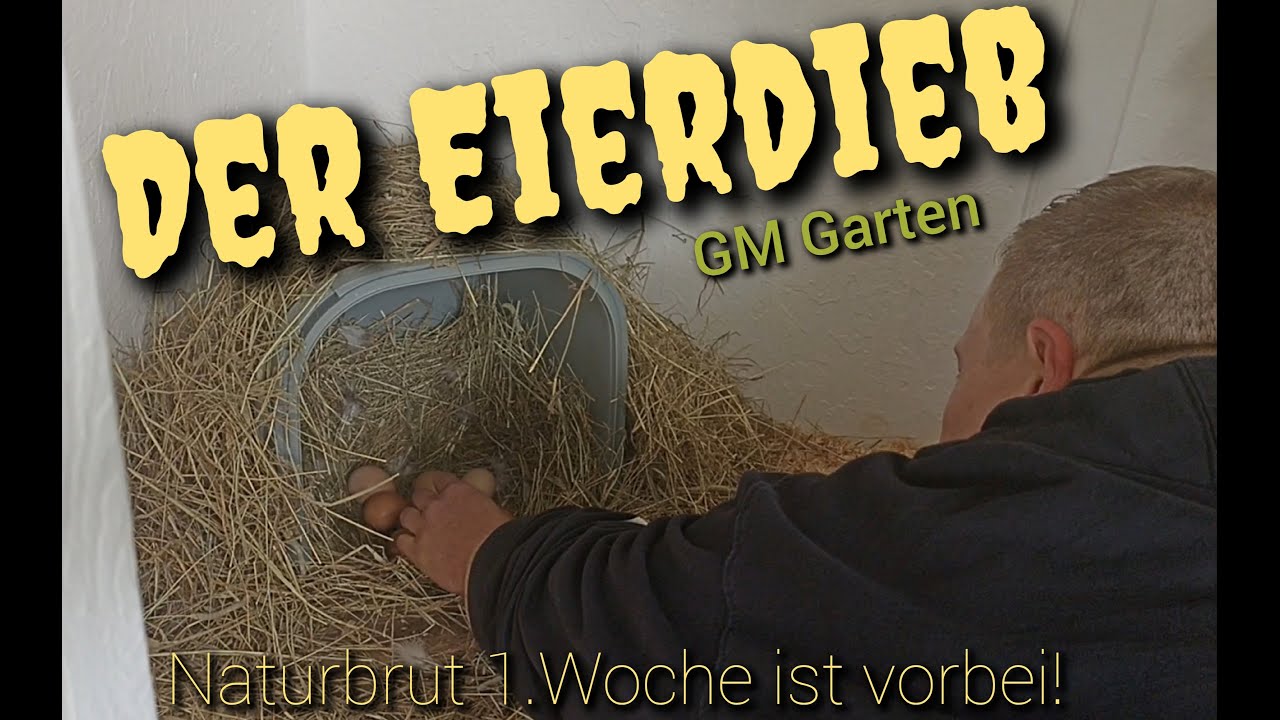 Der Eierdieb! Naturbrut Update: 1.Woche ist rum, Schieren! Wieviele Küken werden es wohl?