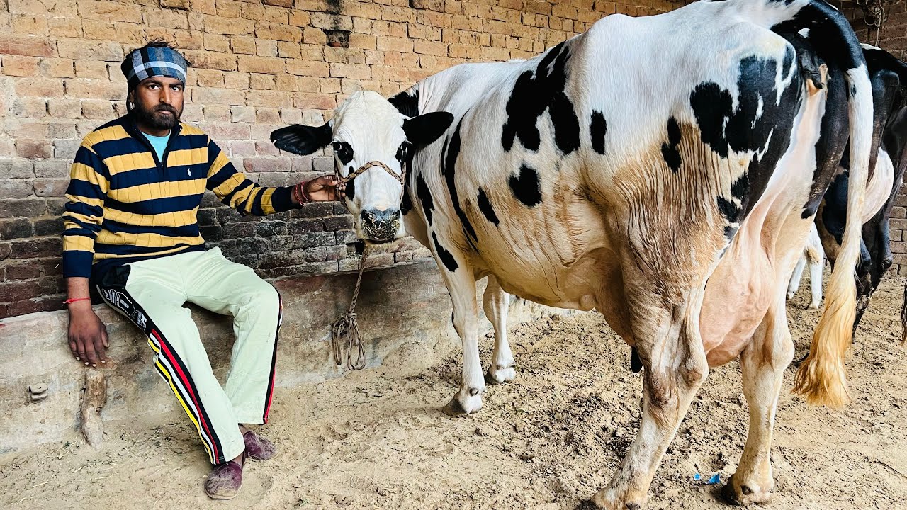 ਪਿੰਡ ਜਿਉਦ। ਦੋ ਤਾਜ਼ੀਆਂ ਸੂਈਆਂ ਗਾਵਾਂ 👌🏻🔥ਘੱਟ ਰੇਟ😱🔥Bawa dairy farm 