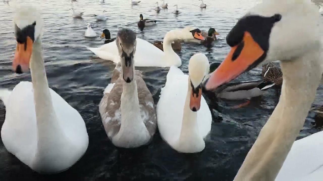 ❤🇮🇪 FEEDING THE BIRDS🍞MUTE SWANS🦢CYGNETS😍MALLARD DUCKS🦆GULLS🕊LIKE👍subscribe🙏😇#tranquility😌#beautiful