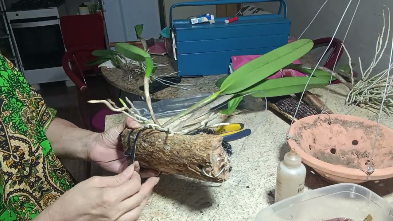 Orquídea Púrpura Carnea, touceira que não floresce a  8 anos.