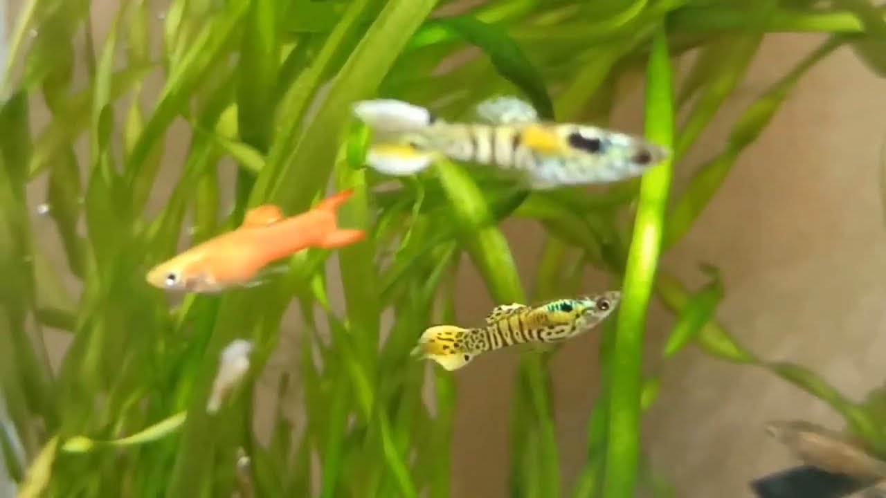 Мой аквариум 30 л с креветками и рыбками/Прополола/Fish and shrimp in my 30 l tank in July