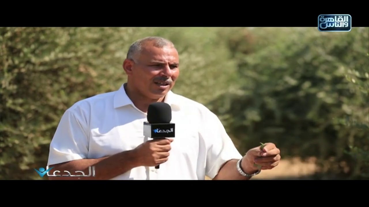 م.إسماعيل محمد يكشف بالأرقام ثمن طن بذور الجوجوبا .. وتفاصيل زراعة ٧٥٠٠ فدان في الوادي الجديد