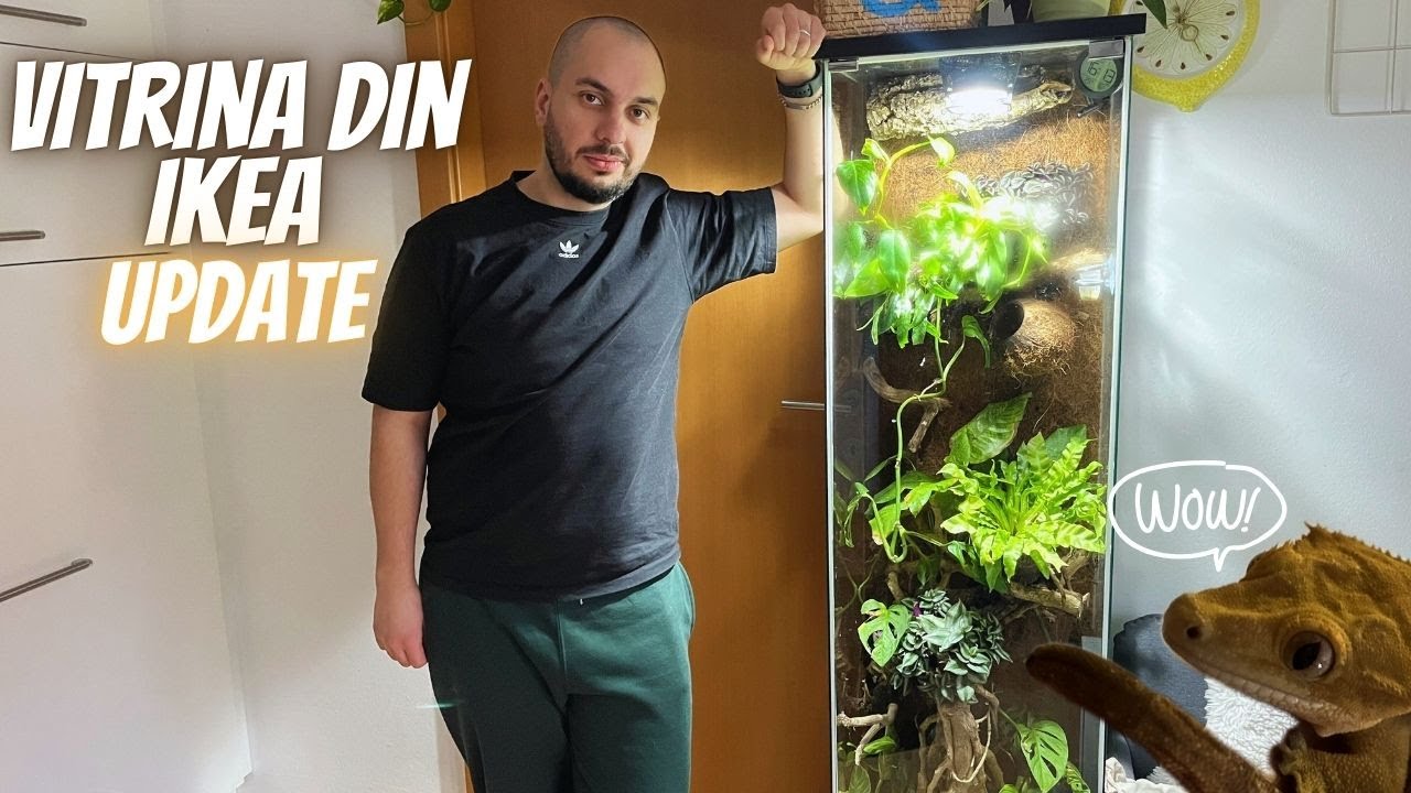 TERARIUL DIN IKEA PENTRU CRESTED GECKO PRIMESTE PLANTE NOI- UN MIC UPDATE