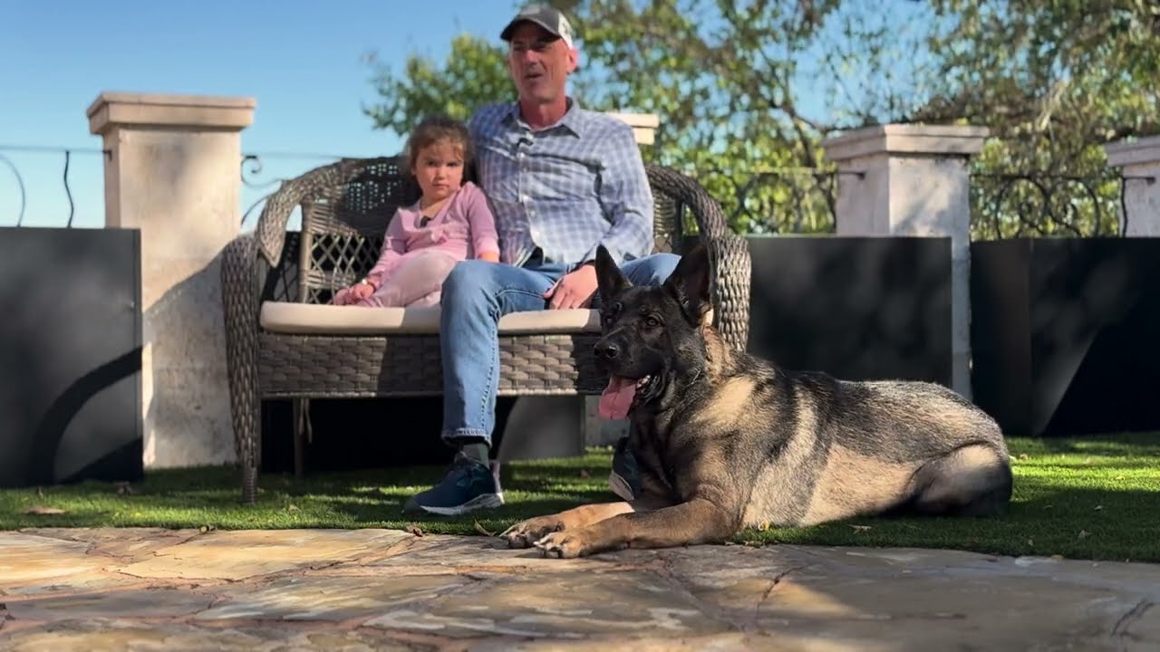 Canine Protection International - German Shepherd, Cleo, Protection Dog Testimonial