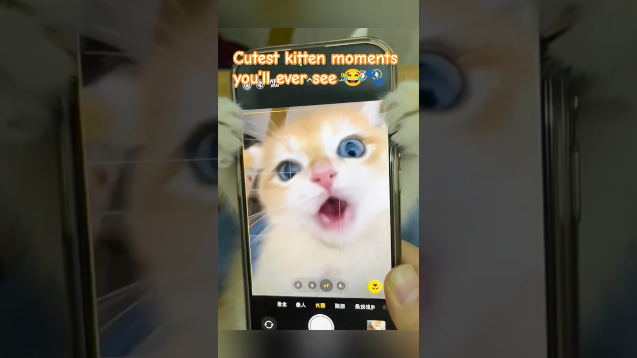 Cutest Kitten Compilation Ever! 🐾😍