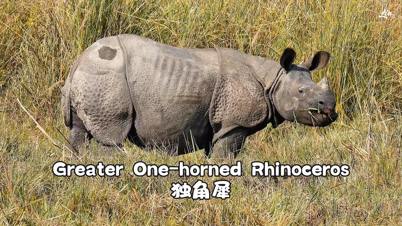 Greater One-horned Rhinoceros