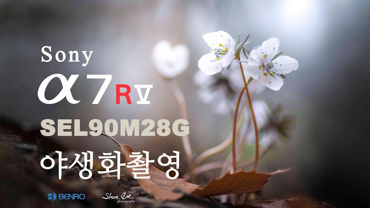 소니 a7RV 야생화촬영 / SEL90M28G 변산바람꽃 접사촬영