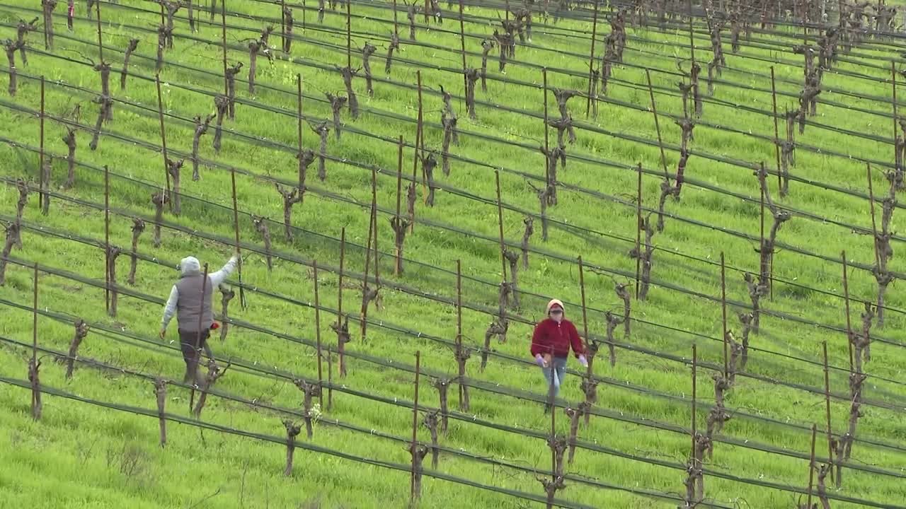 Central Coast wine region looking to rebound after low yield in 2024