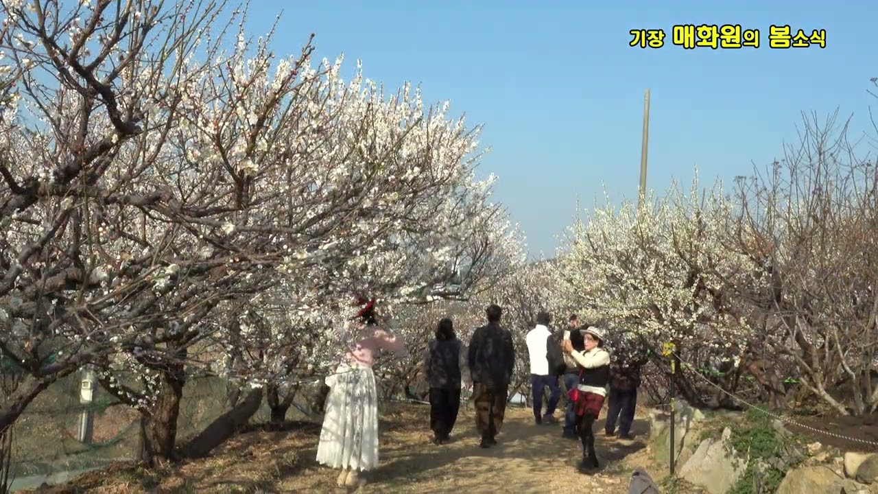 기장 매화원의 봄소식