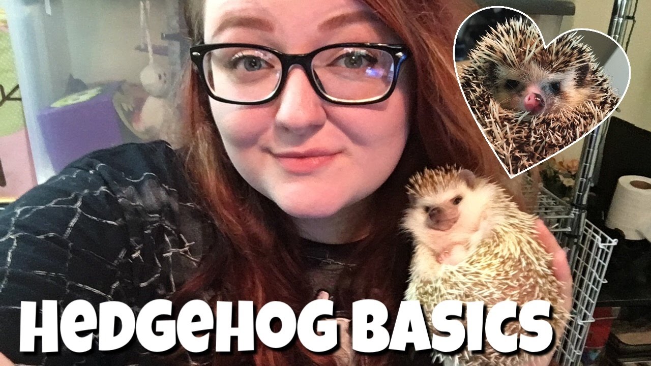 Уход за ежиком: основы