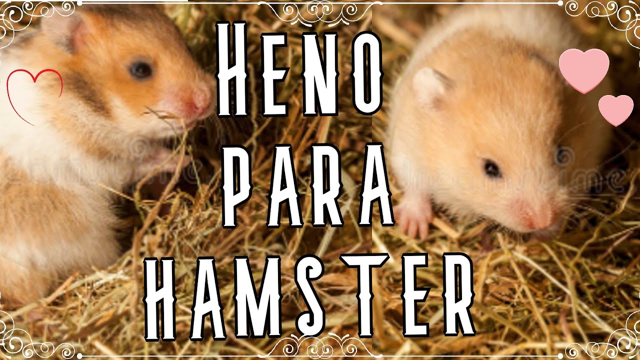 Heno para h&aacute;mster. Importancia, usos, tipos... (Volv&iacute; a YouTube)