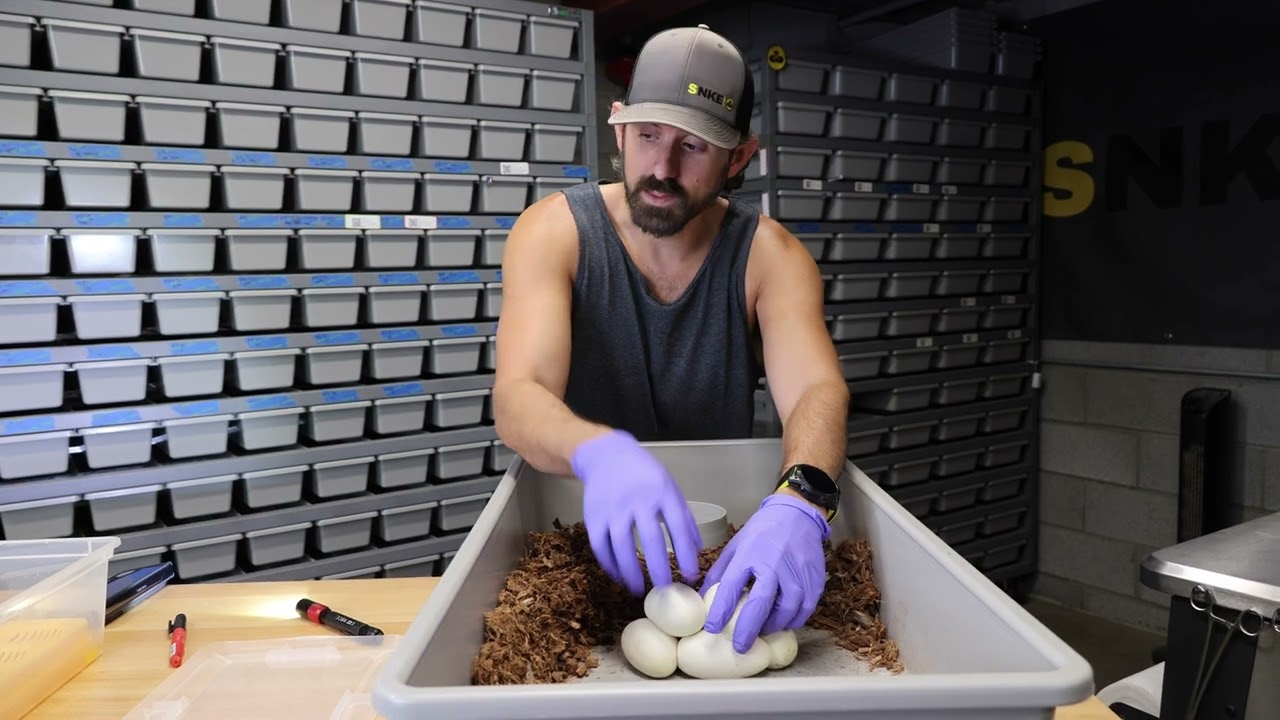 We're FINALLY getting a chance to make clown pied ball pythons!