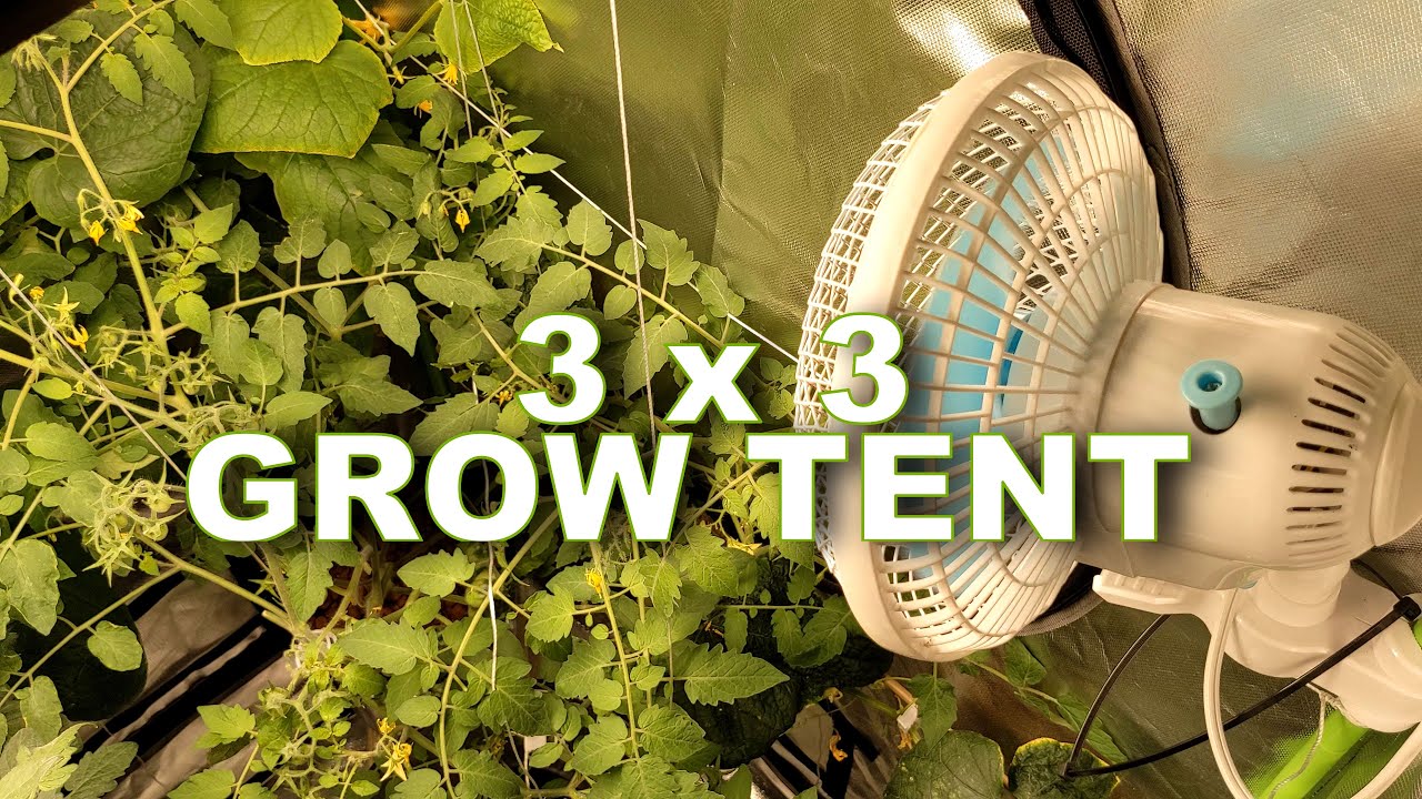 Grow tent ( 3x3 ) Cucumber and Tomato indoor vegetable garden.