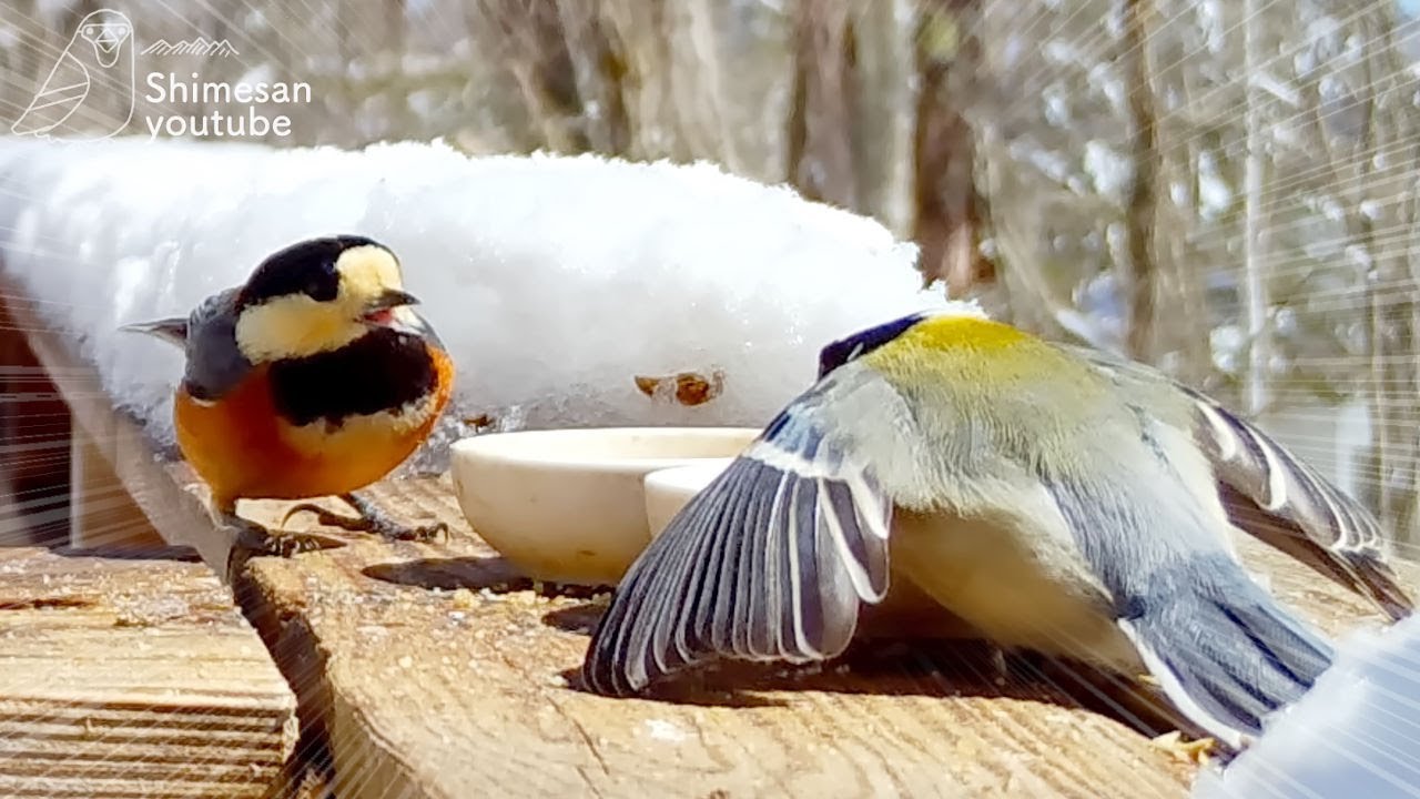 まんがみたいな顔で威嚇！ヤマガラvs居座るシジュウカラ！！（2023/03/10-19）