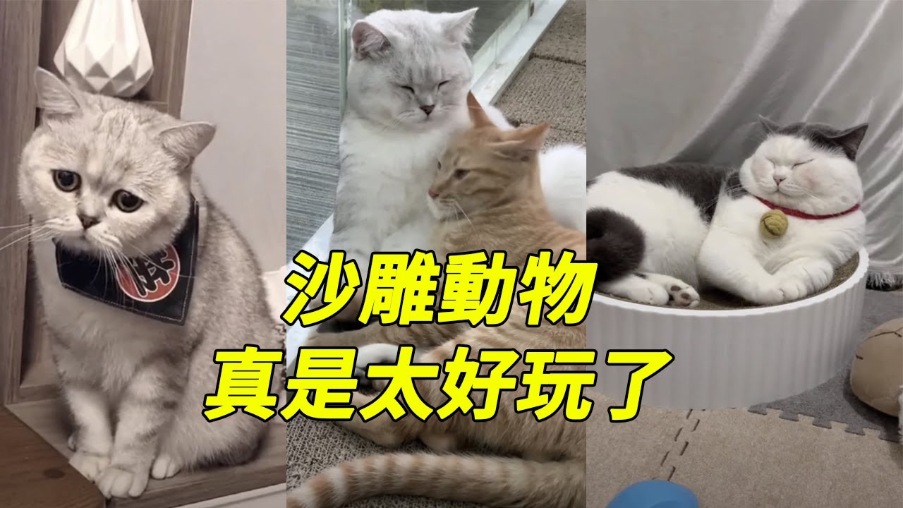 【2020沙雕動物】當隻貓咪真好｜抖音最新搞笑動物視頻合集｜搞笑貓狗視頻｜動物世界｜funny video/funny animals/cat/dog/pet
