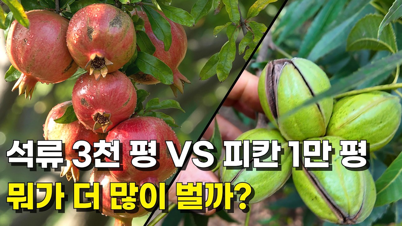 족발집 폐업하고 귀농해서 석류3천평, 피칸1만평 키우면 연 수익은?