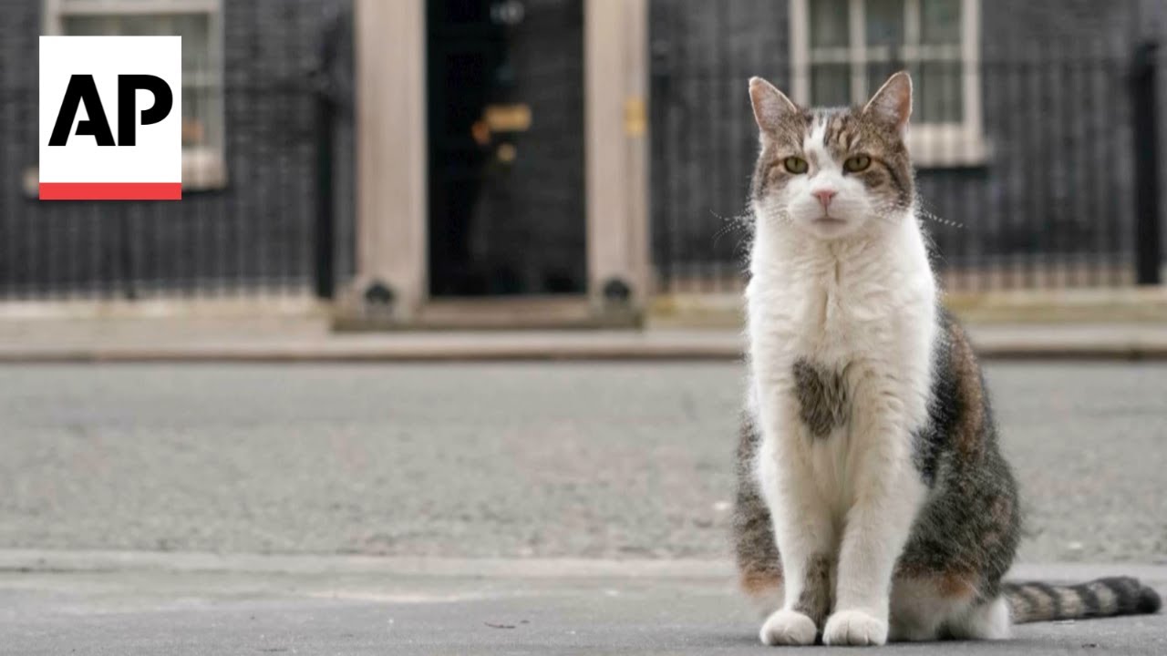 Larry the cat poised to welcome Britain's next prime minister