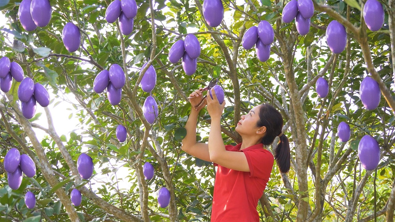 Purple Harvest Day: Hanna Harvests 500kg of Exotic Purple Mangoes to Sell