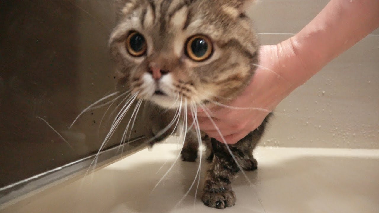 WHAT HAPPENS WHEN LULU CAT TAKES A BATH! (ENG SUB)