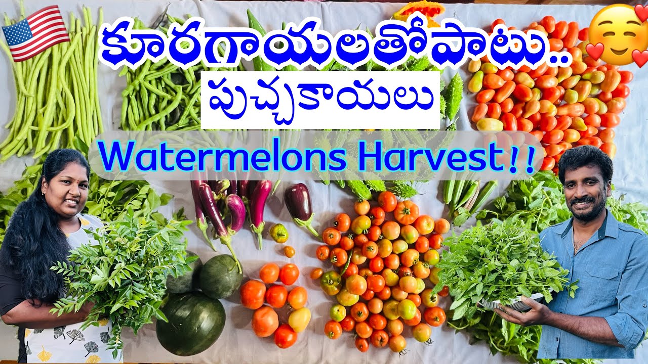 🇺🇸 అమెరికా | మా garden లో పండిన కూరగాయలు and watermelons Harvest 🏡🪴🍉🍅🍆🫛🌿 #gardening #ohio #2024