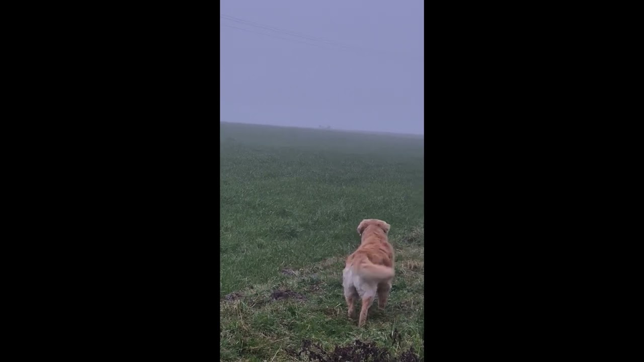 Fin de chasse au gibier d'eau en Saône et Loire