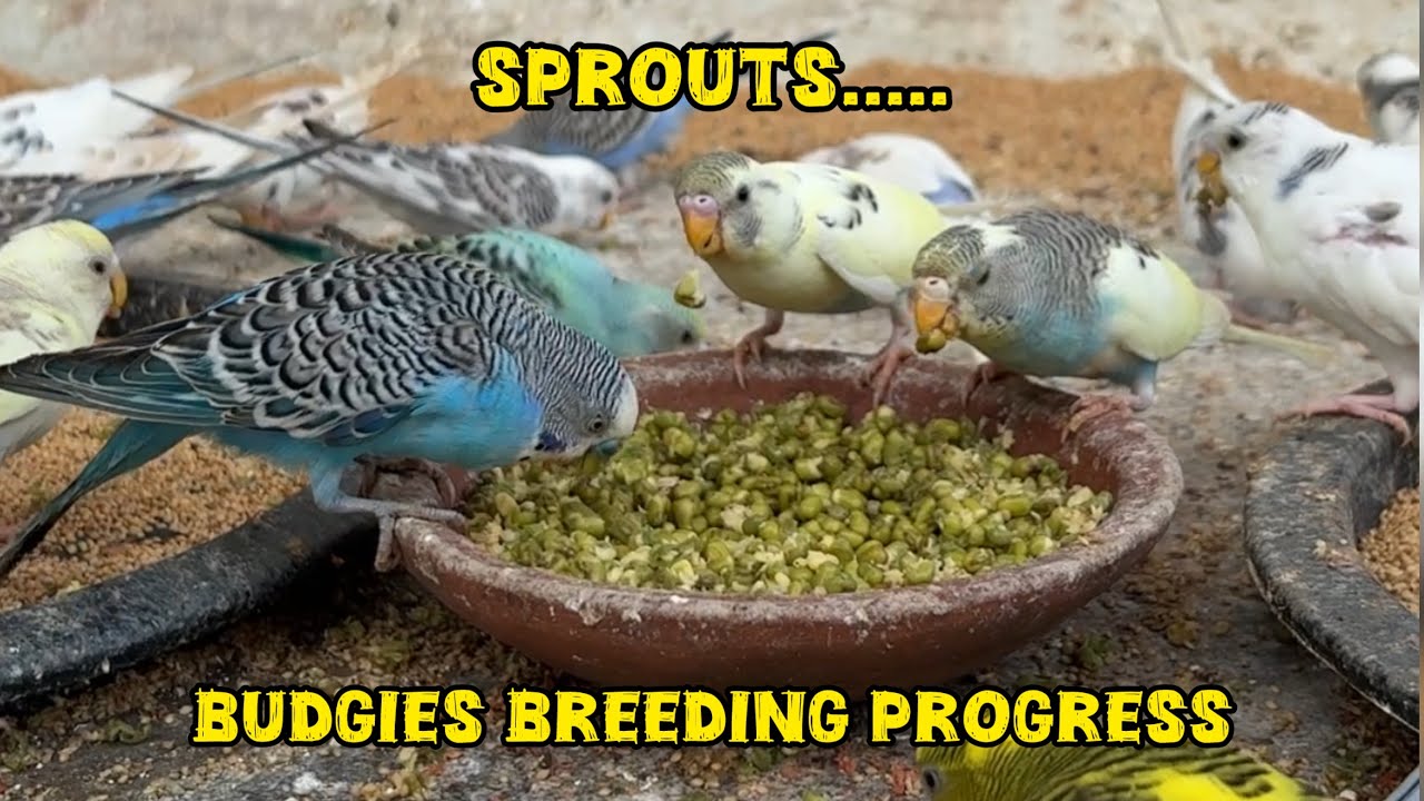 Sprouts for Budgies Breeding progress 🕊️🌱 #birds#lovebirds#parrot#budgies#birdsounds# #birdbreeding