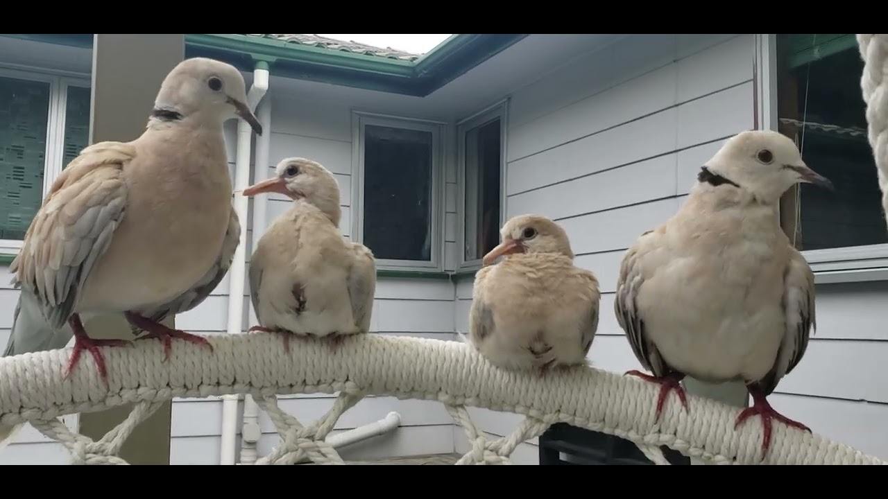 This a rescued turtle dove, now they have babies. I let them out in the aviary.