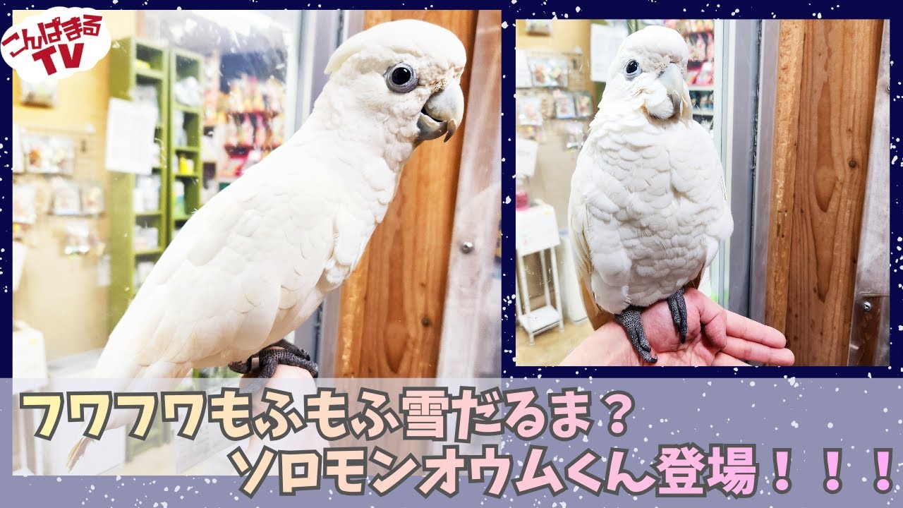 【こんぱまるTV】池袋店　#26　フワフワもふもふ雪だるま？ソロモンオウムくん登場！！！