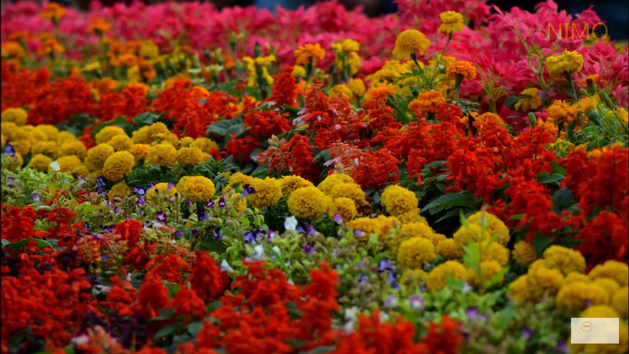 Lalbagh flower show | Botanical garden Bangalore