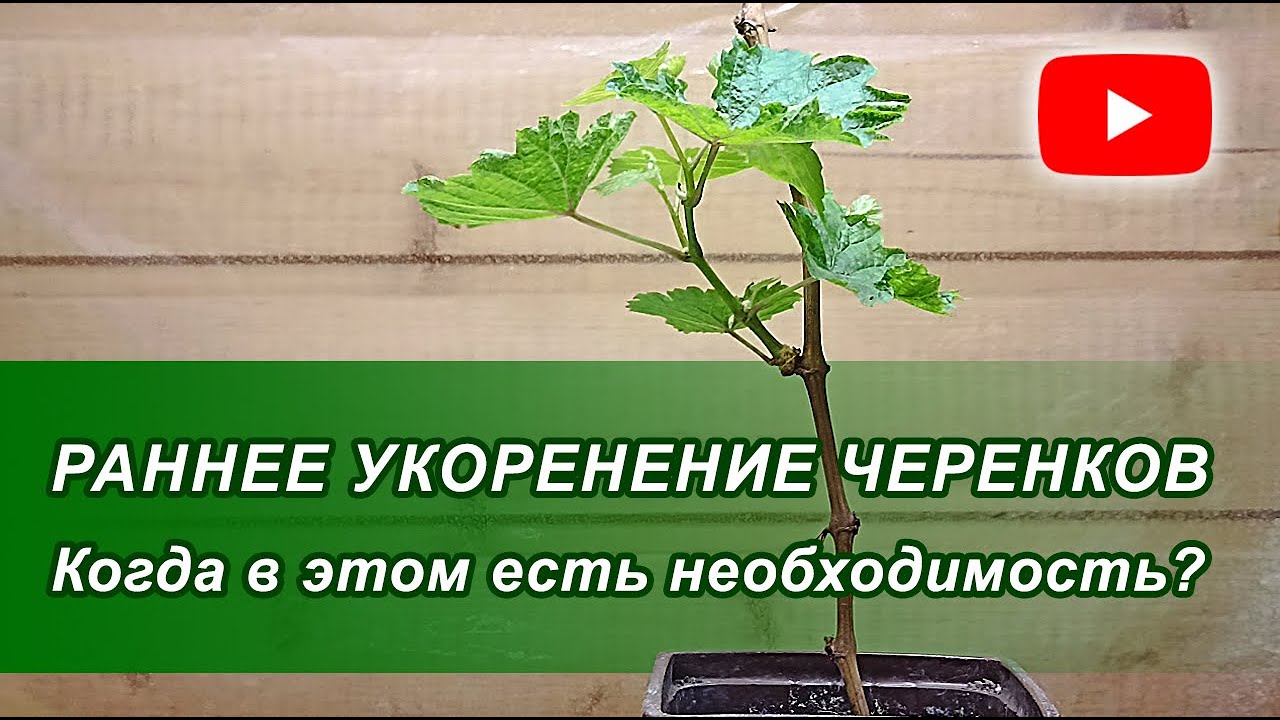 Раннее укоренение черенков 25 01 26
